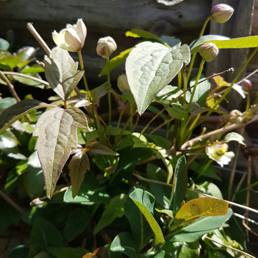 Clematis Montana 'Elizabeth'