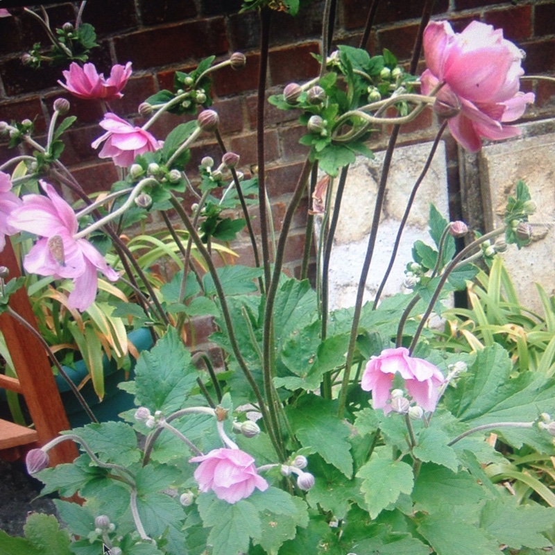 Plant image Anemone Hupehensis var. japonica 'Alba'