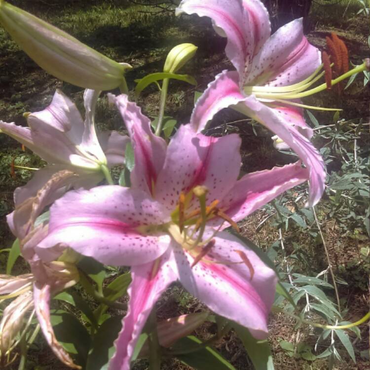 plant image 532170