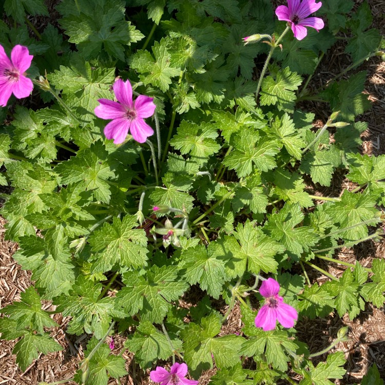 Plant image Geranium x antipodeum 'Purple Passion'