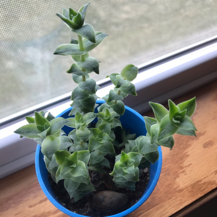 plant image 1195419