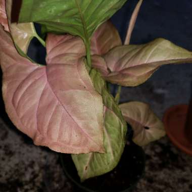 Syngonium podophyllum 'Pink Allusion'