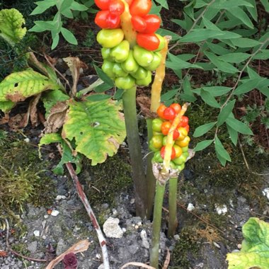 Arum italicum