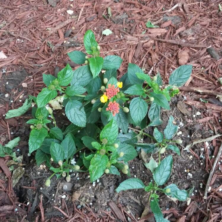 Plant image Lantana camara 'Radiation'