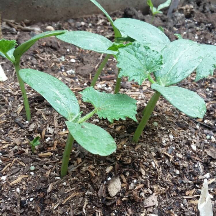 Plant image Cucumis Sativus 'Mini Stars'