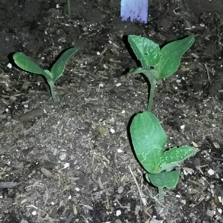 Plant image Cucumis melo var. cantalupensis