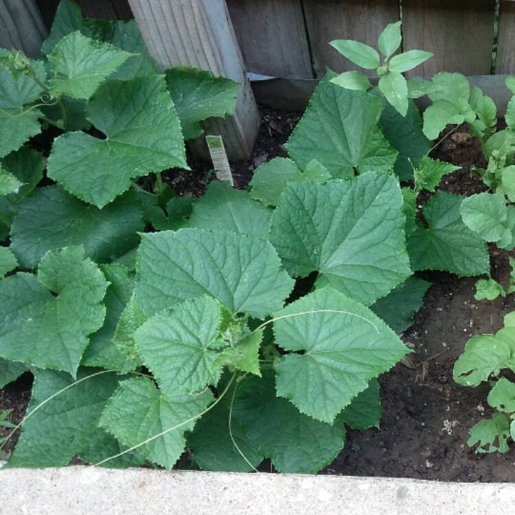 plant image 433096