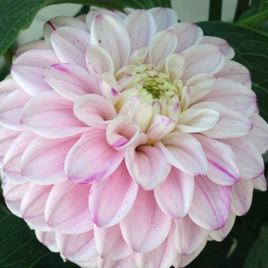 Dahlia 'Wine-eyed Jill' (Ball)