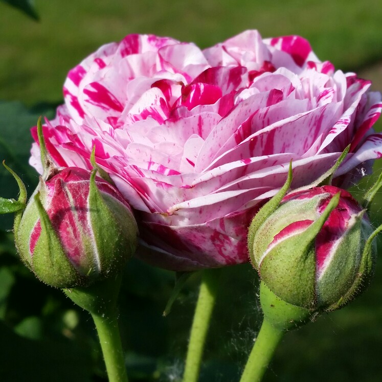 plant image 109745
