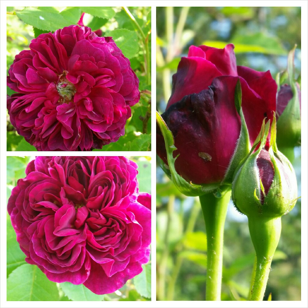 plant image 109927