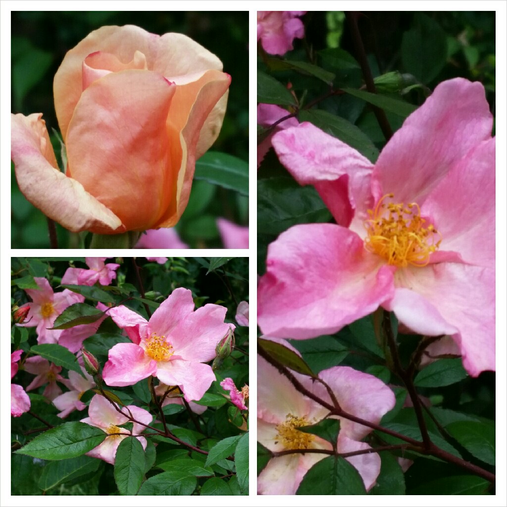 plant image 111383