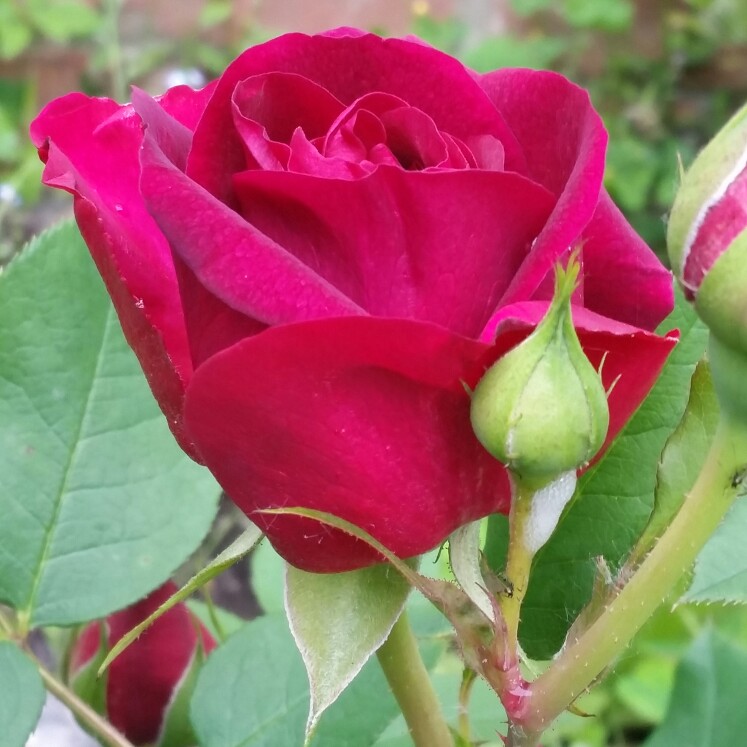 Rosa 'Ausbernard' syn. Rosa 'Munstead Wood'