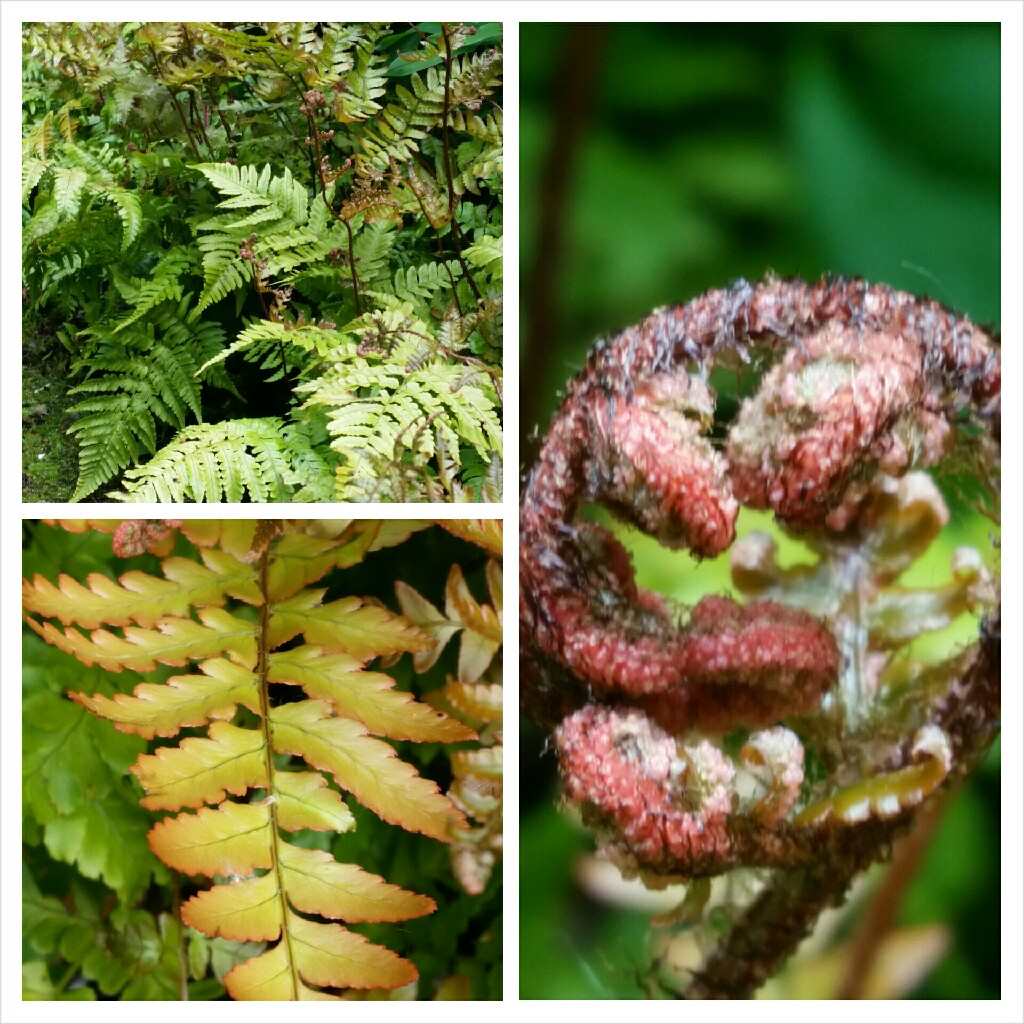 Dryopteris Erythrosora