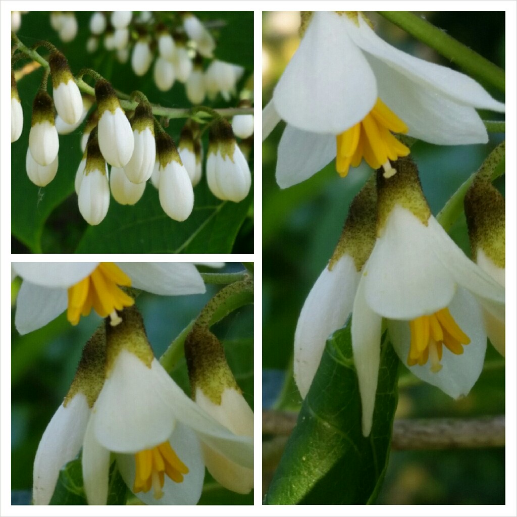 plant image 114776