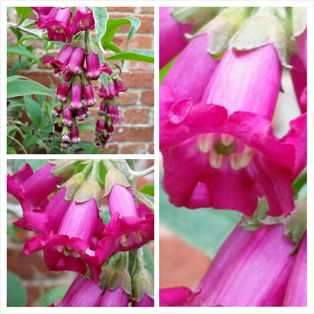 Plant image Buddleja colvilei 'Kewensis'