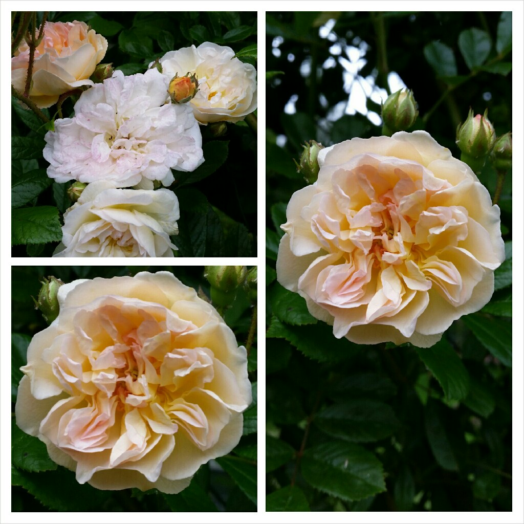 plant image 118329