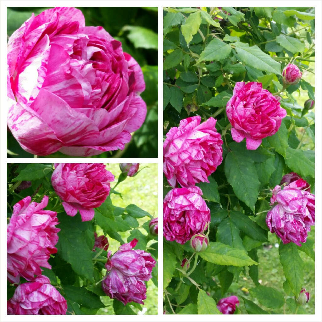 plant image 125223