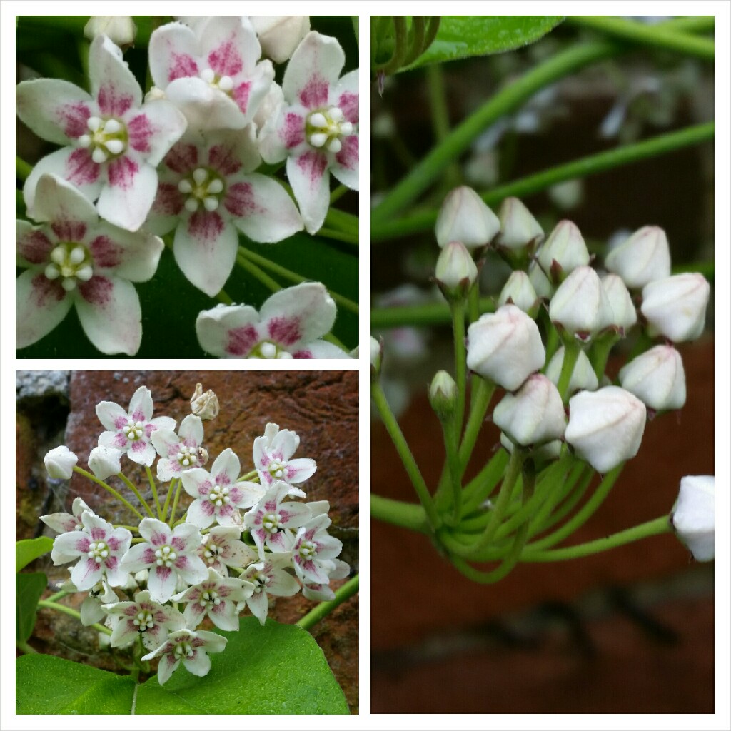 plant image 132452