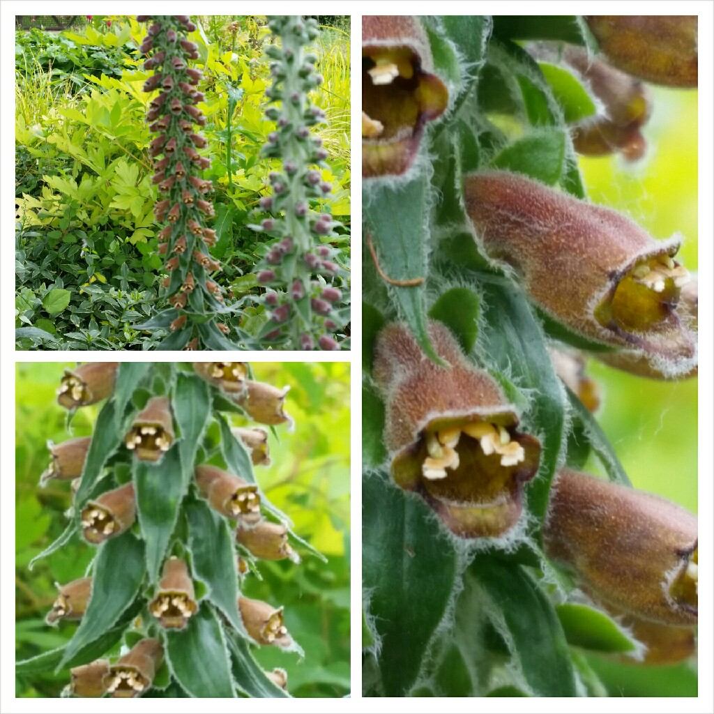 Plant image Digitalis ferruginea
