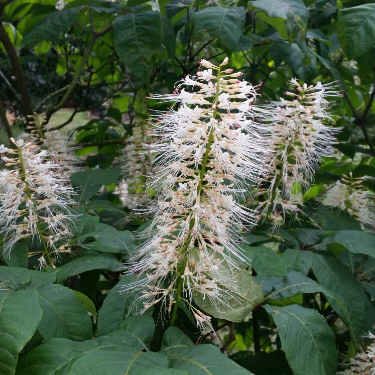 Aesculus parviflora