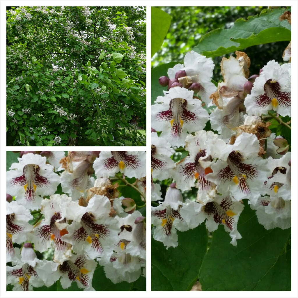 Catalpa bignonioides  syn.Catalpa catalpa, Catalpa syringaefolia