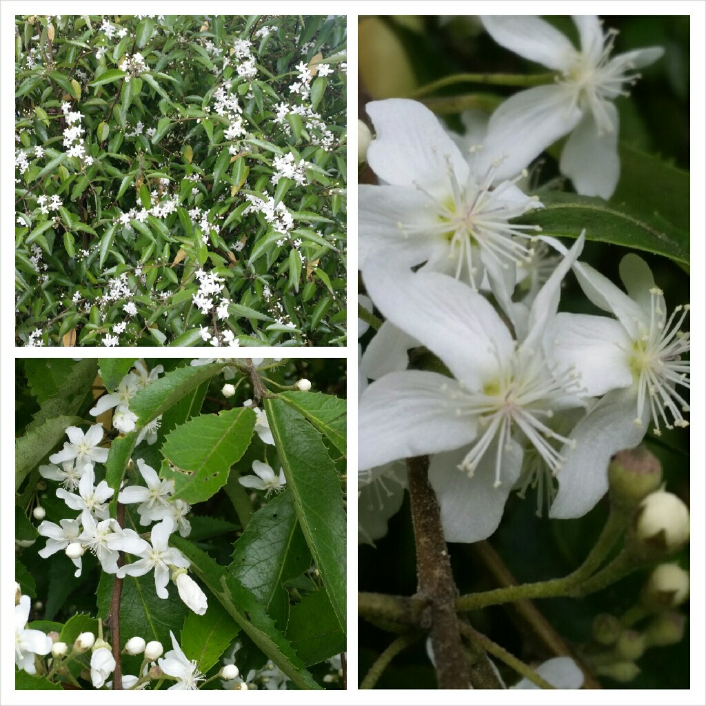 Plant image Hoheria Sexstylosa