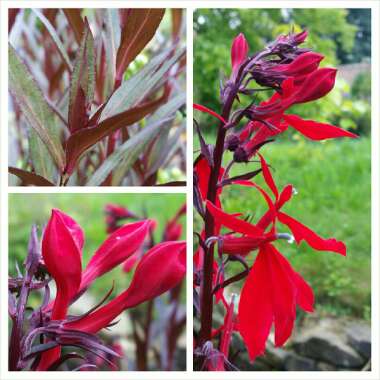 Lobelia cardinalis 'Queen Victoria'