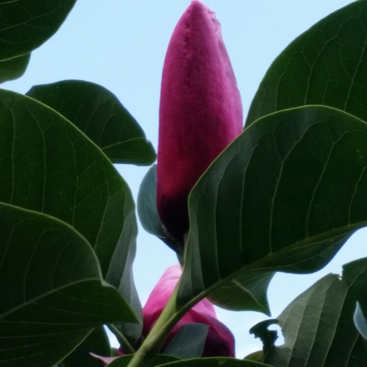 Plant image Magnolia 'Star Wars'