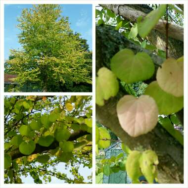 Cercidiphyllum japonicum