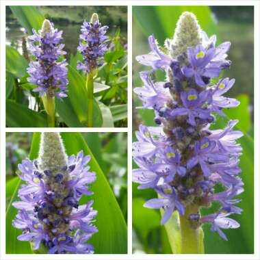 Pontederia cordata