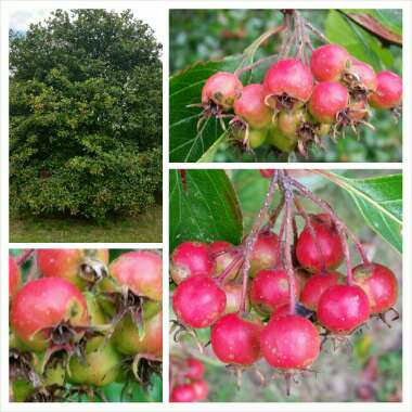 Crataegus persimilis 'Prunifolia'