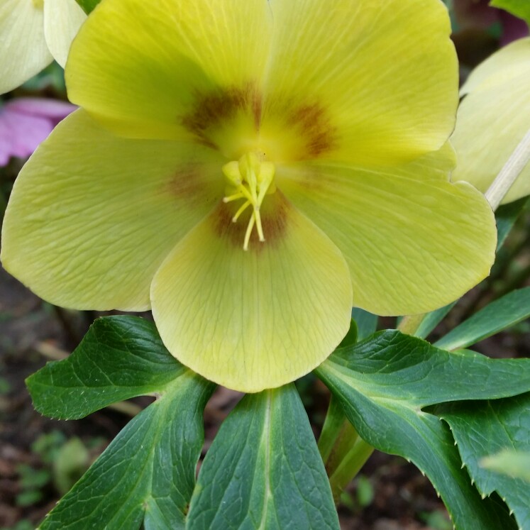 Plant image Helleborus niger 'Harvington Hybrids'