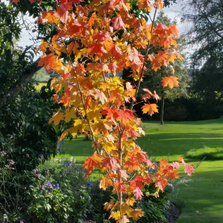 plant image 253429