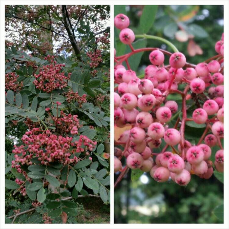 Plant image Sorbus Hupehensis