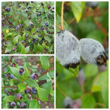 Myrtus communis