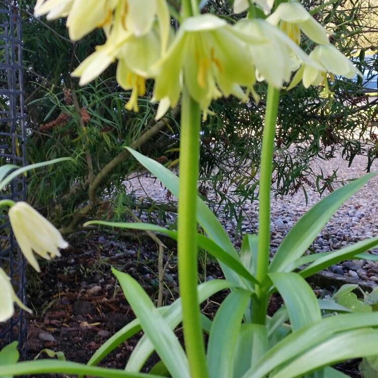 plant image 30307
