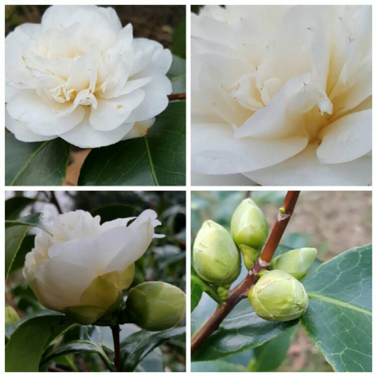 Plant image Camellia japonica 'Nobilissima'