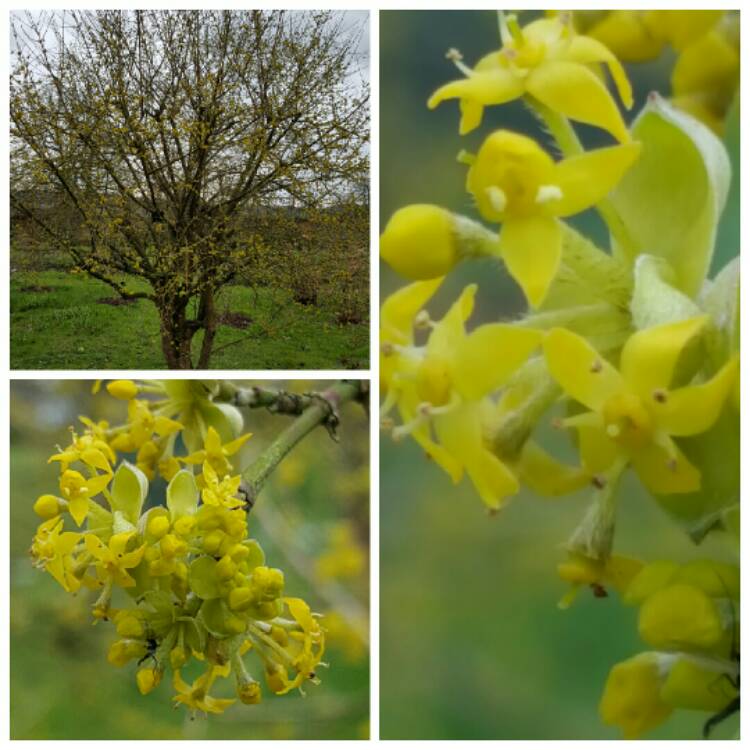 Plant image Cornus Mas