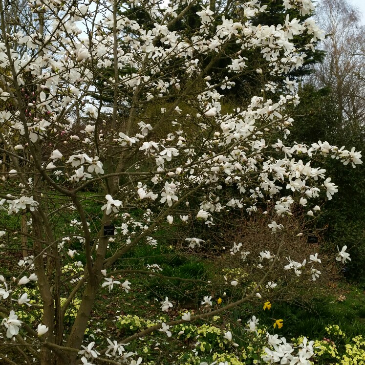plant image 36831