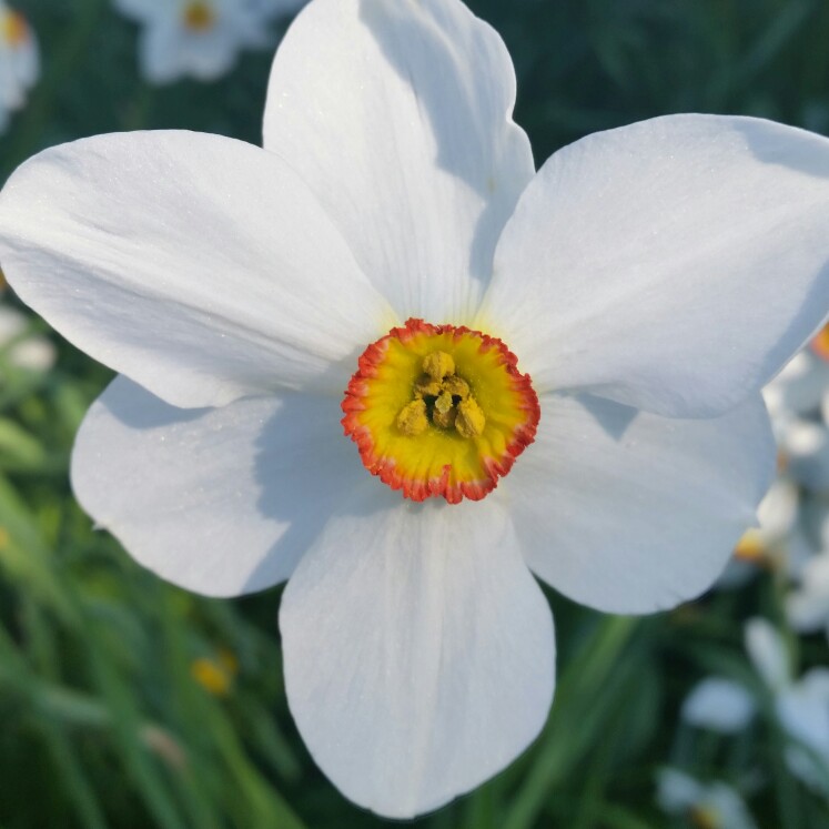 Narcissus 'Actaea'