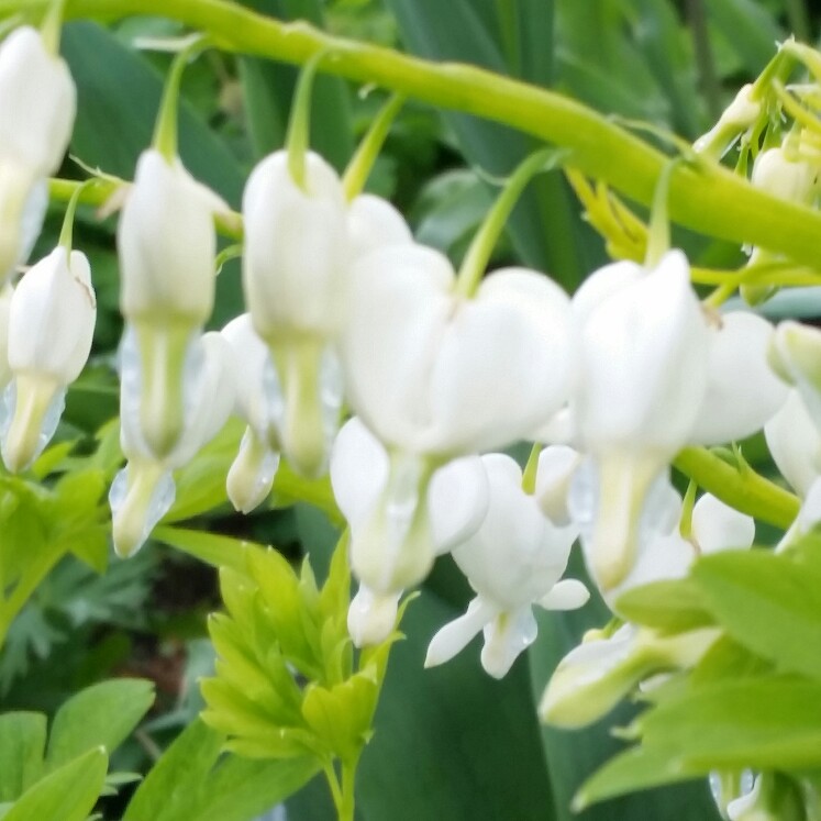 Lamprocapnos spectabilis  syn. Dicentra spectabilis