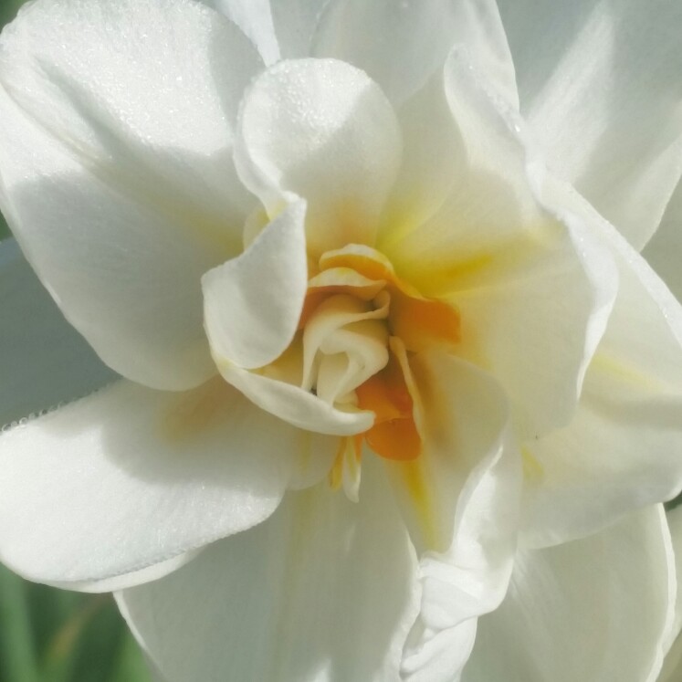 Narcissus 'Acropolis'