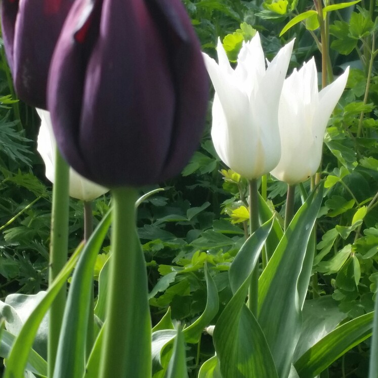 Tulipa