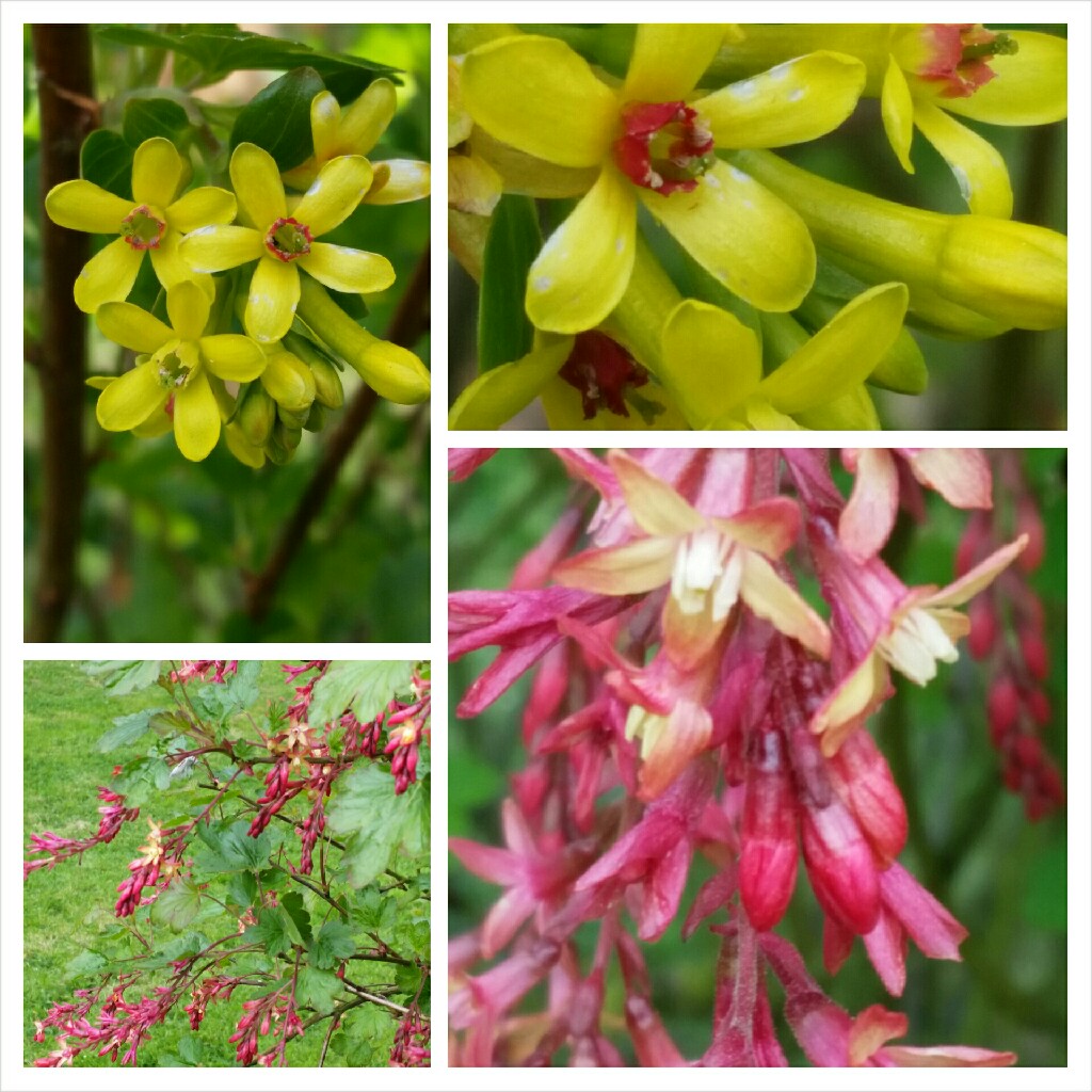 Ribes aureum var. villosum syn. R. oderatum