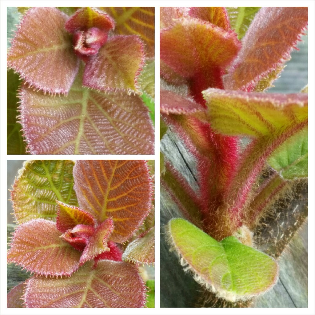 Actinidia deliciosa  syn. Actinidia chinensis var. deliciosa
