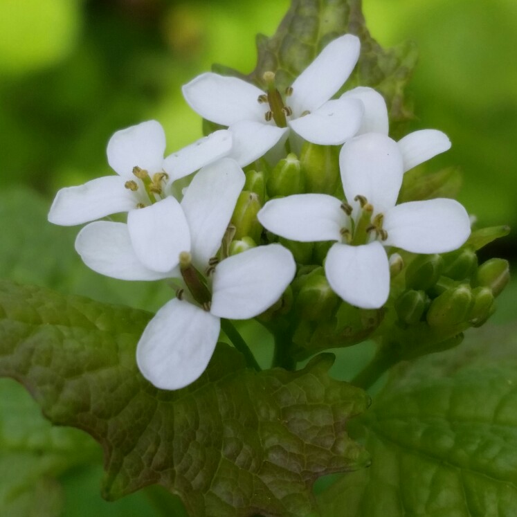 Plant image Alliaria Petiolata syn. Alliaria officinalis syn. Sisymbrium alliaria