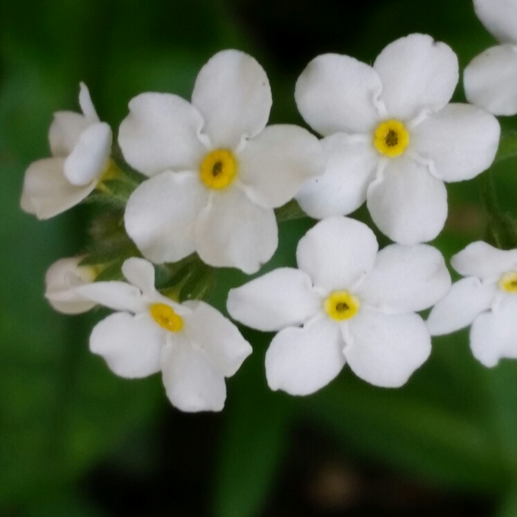 Myosotis scorpioides