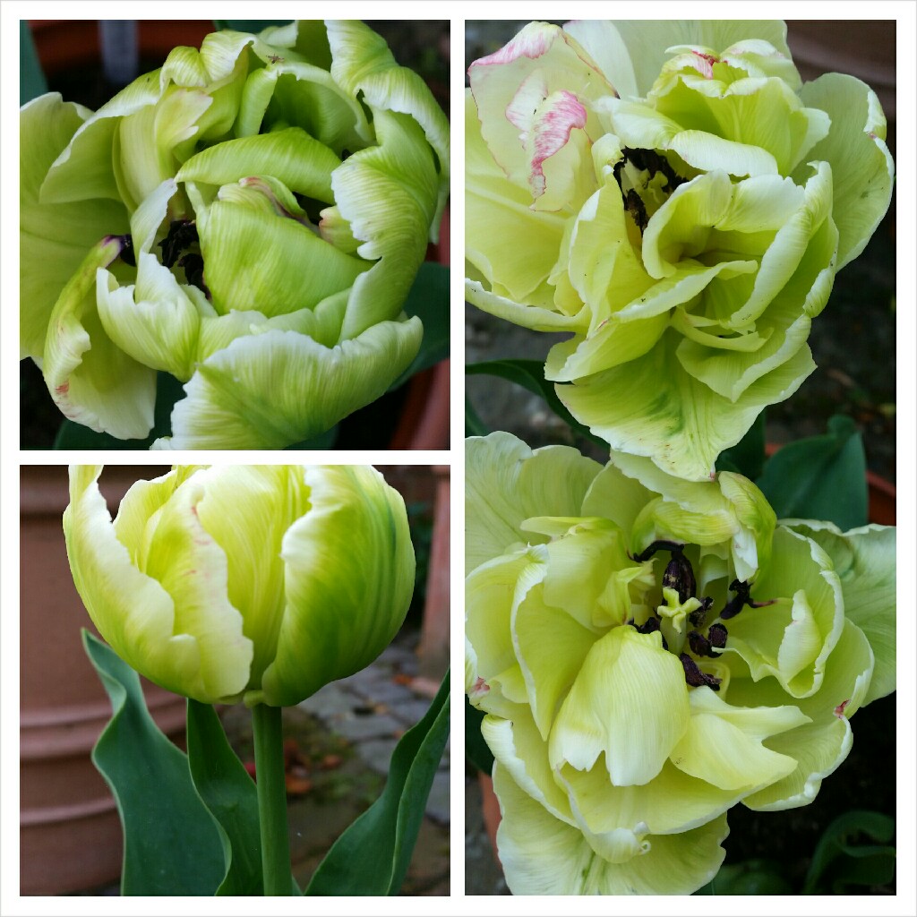 plant image 63207