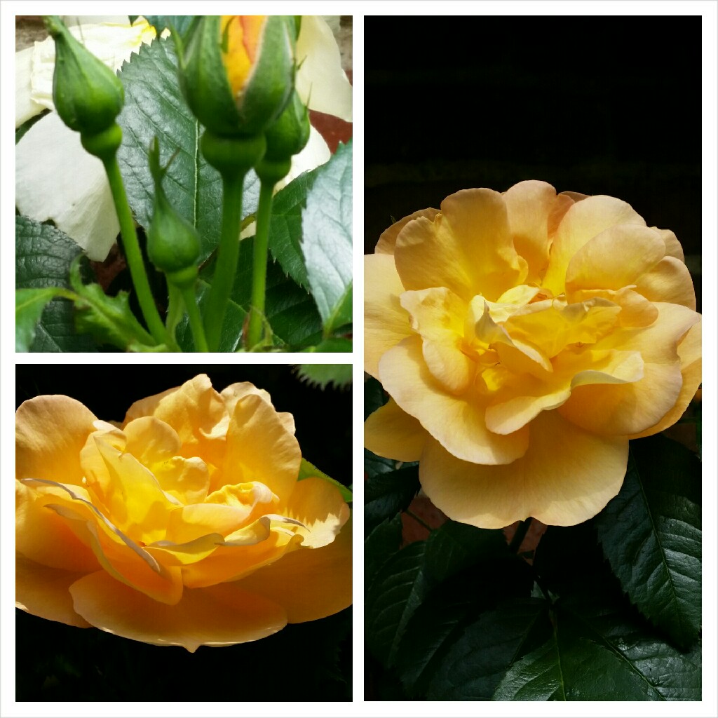 Plant image Rosa 'Maigold'