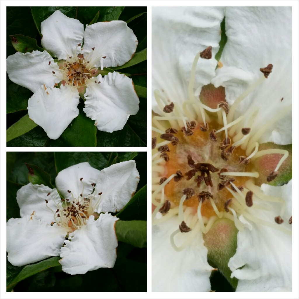Plant image Mespilus germanica 'Nottingham'